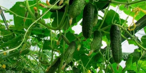 Da li je moguće saditi krastavce u hladu